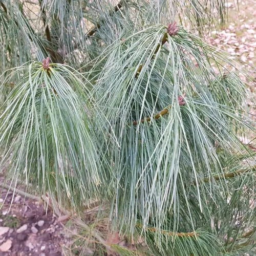 Bhutan pine (Pinus wallichiana)-i