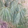 Bhutan pine (Pinus wallichiana)-i