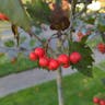 Southernthorn (Crataegus viridis)-i