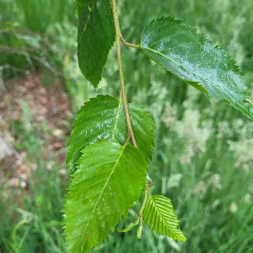 マカンバ（馬菅） (Betula costata)-i