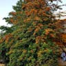Australian silky-oak (Grevillea robusta)-i