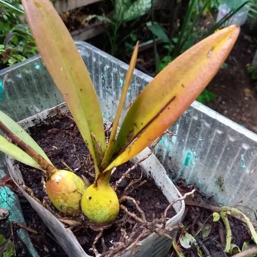 Florida butterfly orchid (Encyclia tampensis)-i