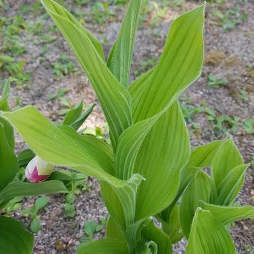 Queen lady's-slipper (Cypripedium reginae)-i