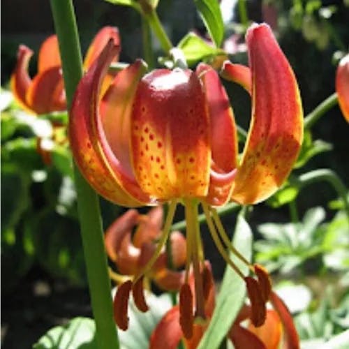 Panther lily (Lilium pardalinum)-i