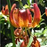 Panther lily (Lilium pardalinum)-i