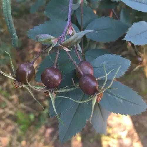 Redleaf rose (Rosa glauca)-i