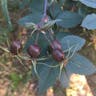 Redleaf rose (Rosa glauca)-i