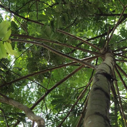 Boxboard (Pycnanthus angolensis)-i