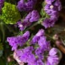 スターチス (Limonium sinuatum)-i