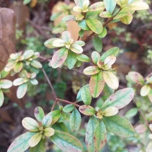 トウレンゲツツジ（唐蓮華躑躅） (Rhododendron molle)-i