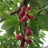 アペル (Syzygium malaccense)-i