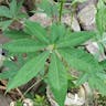 Pochote (Ceiba acuminata)-i