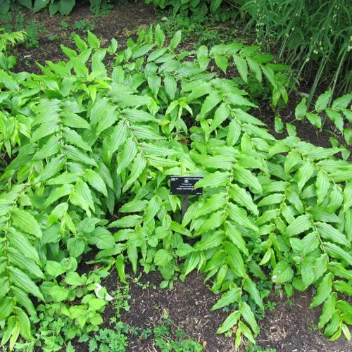 キイジョウロウホトトギス（紀伊上﨟杜鵑草） (Tricyrtis macranthopsis)-i