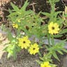 Prairie coreopsis (Coreopsis palmata)-i