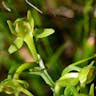 オオヤマサギソウ（大山鷺草） (Platanthera sachalinensis)-i