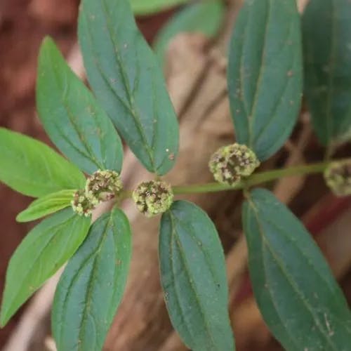 シマニシキソウ（島錦草） (Euphorbia hirta)-i