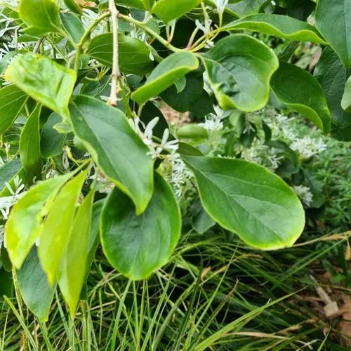 ヒトツバタゴ（一ッ葉櫤） (Chionanthus retusus)-i