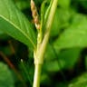 Jesusplant (Persicaria maculosa)-i