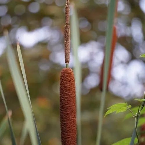 ホソバヒメガマ（細葉姫蒲） (Typha angustifolia)-i