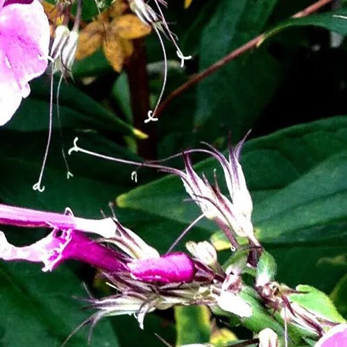 クサキョウチクトウ（草夾竹桃） (Phlox paniculata)-i