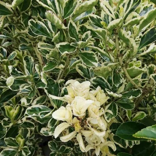 ツルマサキ（蔓柾） (Euonymus fortunei)-i