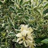 ツルマサキ（蔓柾） (Euonymus fortunei)-i