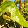 オオバウマノスズクサ（大葉馬鈴草） (Aristolochia kaempferi)-i