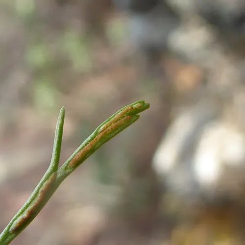 スゲシダ（菅羊歯） (Asplenium septentrionale)-i