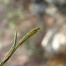 スゲシダ（菅羊歯） (Asplenium septentrionale)-i