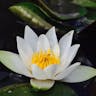 Pygmy water-lily (Nymphaea tetragona)-i