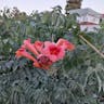 アメリカノウゼンカズラ（亜米利加凌霄花） (Campsis radicans)-i