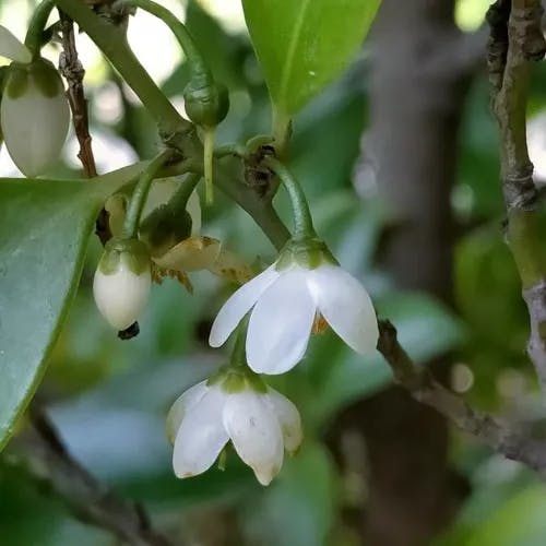 Sakaki (Cleyera japonica)-i