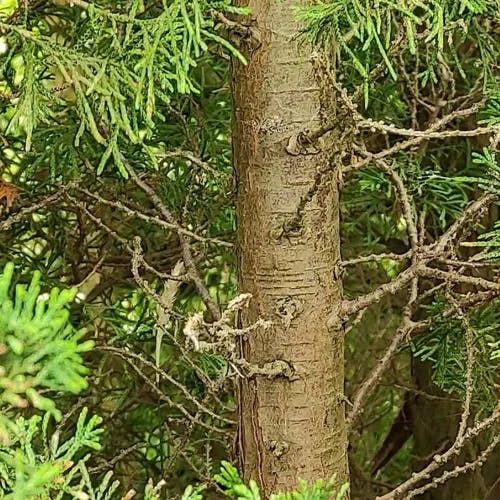 Atlantic white cypress (Chamaecyparis thyoides)-i