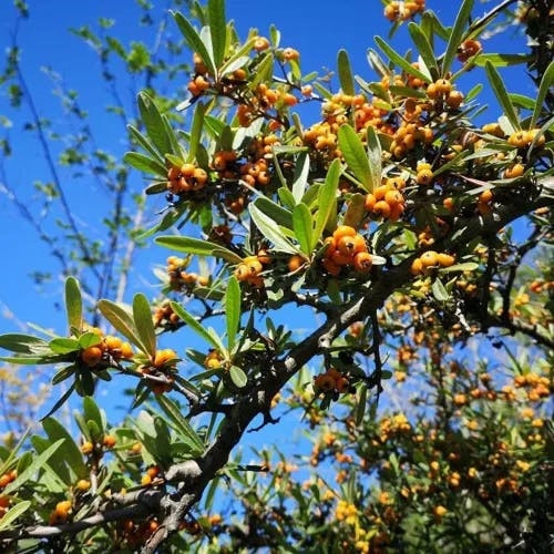 タチバナモドキ（橘擬） (Pyracantha angustifolia)-i