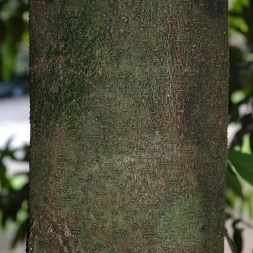 ヨウラクボク（瓔珞木） (Amherstia nobilis)-i