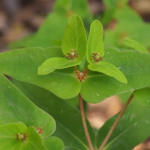 ナツトウダイ（夏燈台） (Euphorbia sieboldiana)-i