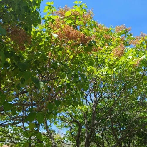 ハシドイ（丁香花） (Syringa reticulata)-i