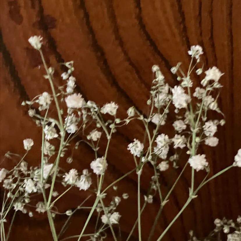 シュッコンカスミソウ（宿根霞草） (Gypsophila paniculata)-i