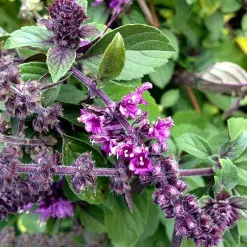 メボウキ（目箒） (Ocimum basilicum)-i