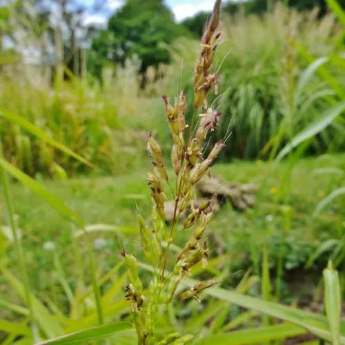 オオアブラススキ（大荒藺） (Spodiopogon sibiricus)-i