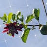 Wingstem passionflower (Passiflora alata)-i