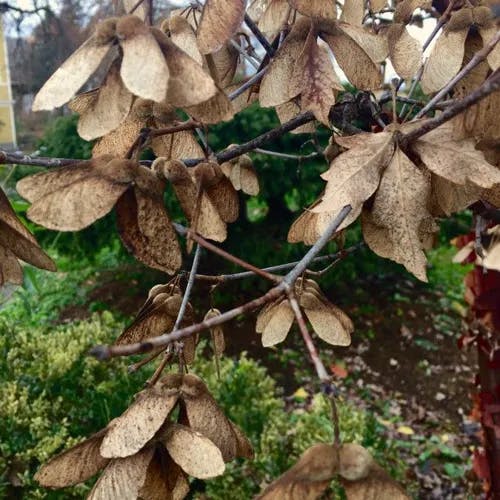 アカハダメグスリノキ（赤肌目薬木） (Acer griseum)-i