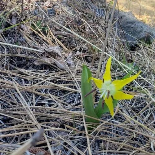 Avalanche-lily (Erythronium grandiflorum)-i