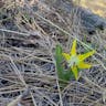 Avalanche-lily (Erythronium grandiflorum)-i