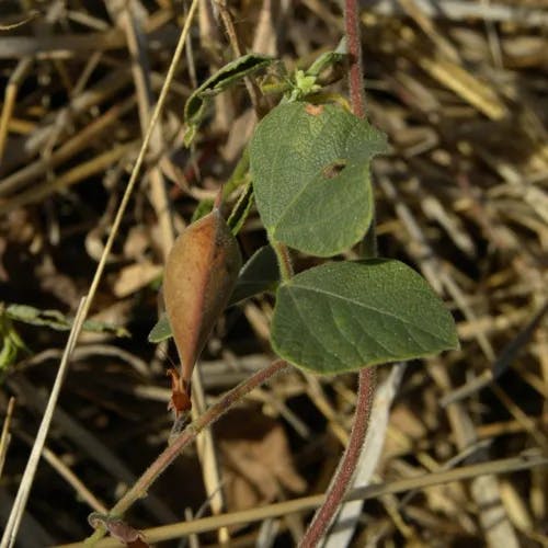 ヒメノアズキ（姫野小豆） (Rhynchosia minima)-i