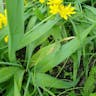 Lily leek (Allium moly)-i