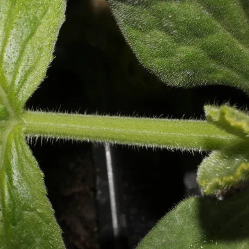 カボチャ（南瓜） (Cucurbita moschata)-i