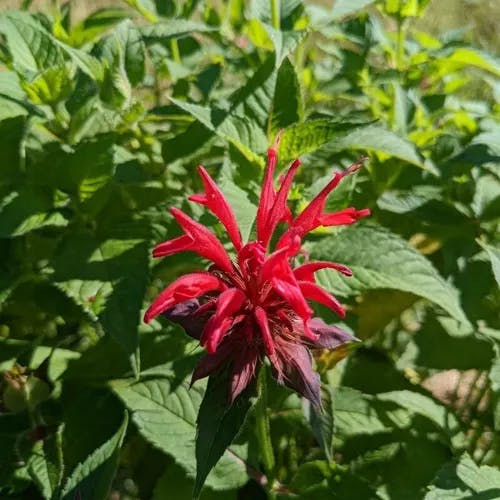 タイマツバナ（松明花） (Monarda didyma)-i