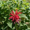 タイマツバナ（松明花） (Monarda didyma)-i