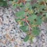 ニシキソウ（錦草） (Euphorbia humifusa)-i
